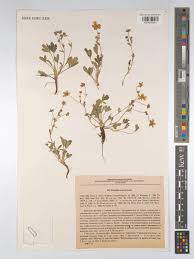 Attēlu rezultāti vaicājumam “Potentilla arenaria bud”