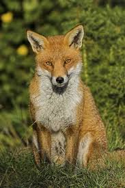 Attēlu rezultāti vaicājumam “Vulpes vulpes  adult”