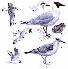 Attēlu rezultāti vaicājumam “Larus ridibundus eggs”