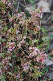 Attēlu rezultāti vaicājumam “Cuscuta epithymum subsp. trifolii”