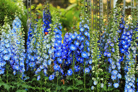 Image result for Rittersporn