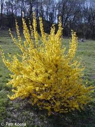 Attēlu rezultāti vaicājumam “Forsythia suspensa flower”