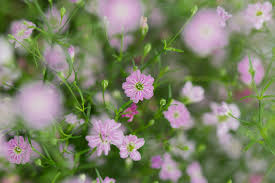 Attēlu rezultāti vaicājumam “Gypsophila muralis fruit”