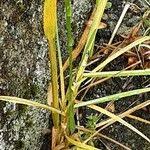 Attēlu rezultāti vaicājumam “Alopecurus aequalis leaf”
