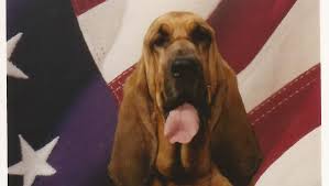 Image result for Carlisle BloodHounds
