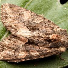 Attēlu rezultāti vaicājumam “Mniotype satura”