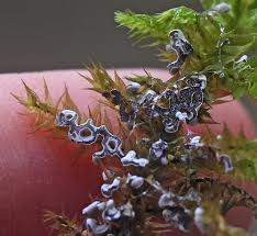 Attēlu rezultāti vaicājumam “Physarum rubiginosum sessile”