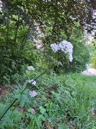 Attēlu rezultāti vaicājumam “Valeriana officinalis”