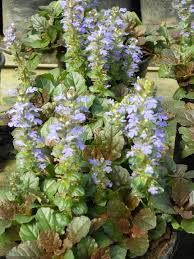 Attēlu rezultāti vaicājumam “Ajuga reptans bud”