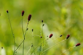 Attēlu rezultāti vaicājumam “Sanguisorba officinalis bud”
