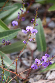 Attēlu rezultāti vaicājumam “Cribraria violacea macro”