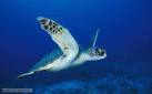 BBC Nature - Adapted to swimming videos, news and facts
