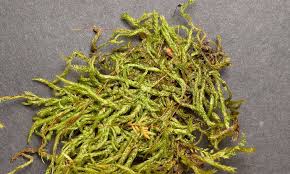 Attēlu rezultāti vaicājumam “Brachythecium”