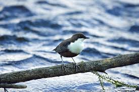 Attēlu rezultāti vaicājumam “Cinclus cinclus”