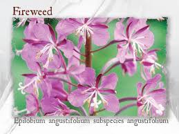 Attēlu rezultāti vaicājumam “Epilobium angustifolium”