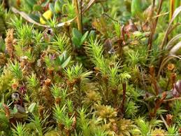 Attēlu rezultāti vaicājumam “Polytrichum strictum”