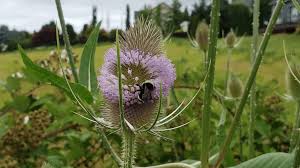 Attēlu rezultāti vaicājumam “Dipsacus fullonum”