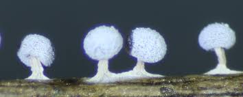 Attēlu rezultāti vaicājumam “Didymium squamulosum spores”