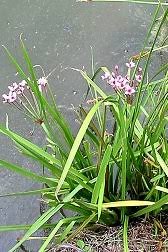 Attēlu rezultāti vaicājumam “Butomus umbellatus flower”