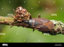 Attēlu rezultāti vaicājumam “Gastrodes grossipes”