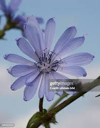 Image result for Zichorie