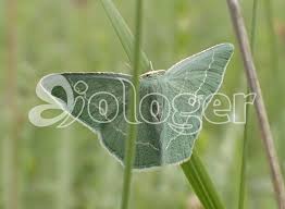 Attēlu rezultāti vaicājumam “Chlorissa viridata”