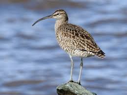 Attēlu rezultāti vaicājumam “Numenius phaeopus adult”
