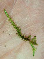 Attēlu rezultāti vaicājumam “Calliergonella cuspidata”