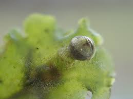 Attēlu rezultāti vaicājumam “Pellia epiphylla”