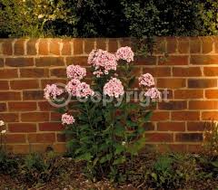 Image result for Phlox paniculata `Bright Eyes`