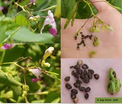 Attēlu rezultāti vaicājumam “Cardamine impatiens fruit”