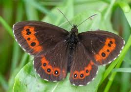 Attēlu rezultāti vaicājumam “Erebia ligea”
