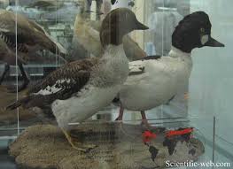 Attēlu rezultāti vaicājumam “Bucephala clangula”