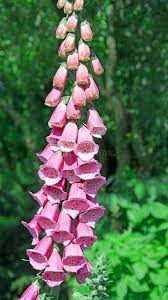 Image result for Fingerhut