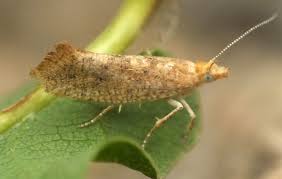 Attēlu rezultāti vaicājumam “Ypsolophidae”