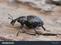 Attēlu rezultāti vaicājumam “Diachromus germanus”