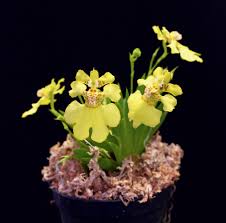 Attēlu rezultāti vaicājumam “Heyderia pusilla”