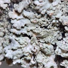 Attēlu rezultāti vaicājumam “Physconia detersa”