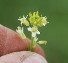Attēlu rezultāti vaicājumam “Arabis glabra leaf”