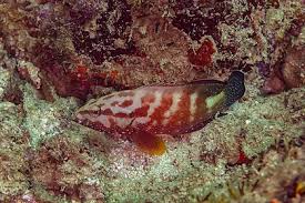 Image result for Cephalopholis cruentata