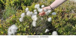 Attēlu rezultāti vaicājumam “Eriophorum angustifolium fruit”