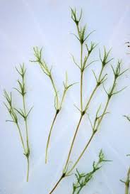 Attēlu rezultāti vaicājumam “Najas marina leaf”