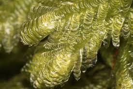 Attēlu rezultāti vaicājumam “Neckera”