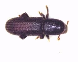 Attēlu rezultāti vaicājumam “Hylastes sp.”