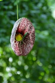 Attēlu rezultāti vaicājumam “Aristolochia durior”