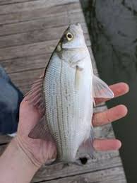 Image result for Morone chrysops