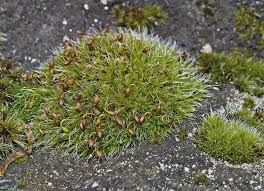 Attēlu rezultāti vaicājumam “Grimmia pulvinata sporophyte”