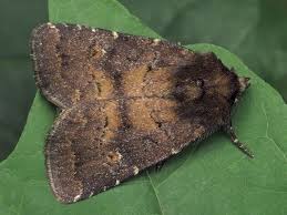 Attēlu rezultāti vaicājumam “Rusina ferruginea”