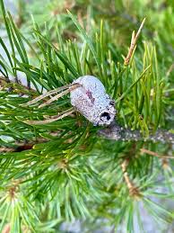 Attēlu rezultāti vaicājumam “Retinia resinella”