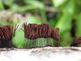 Attēlu rezultāti vaicājumam “Stemonitis splendens stalked”